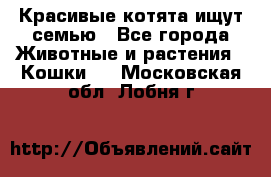 Красивые котята ищут семью - Все города Животные и растения » Кошки   . Московская обл.,Лобня г.